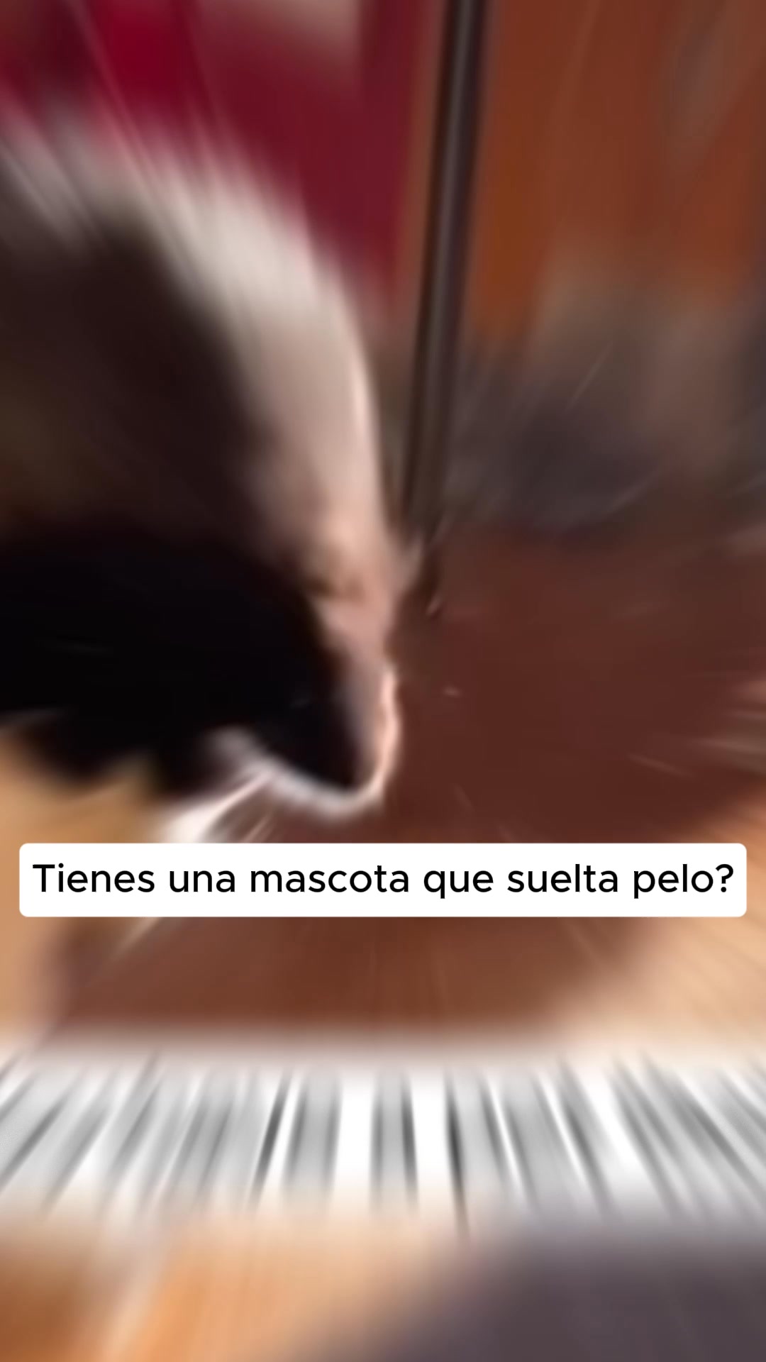 Softpet Facebook ad: Gánale la batalla al pelo de tu mascota.