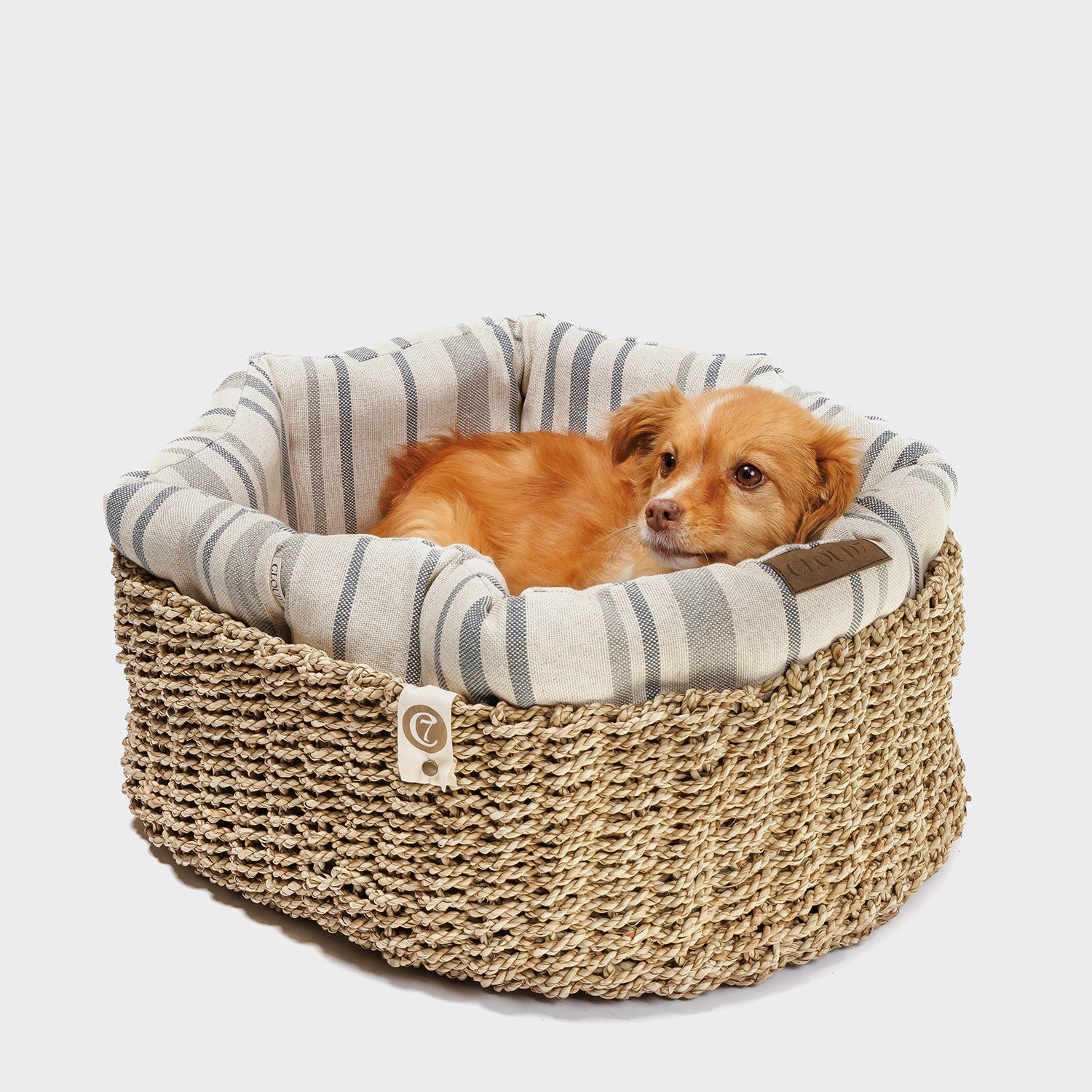Cloud7 Facebook ad: Everything your dog needs this summer.