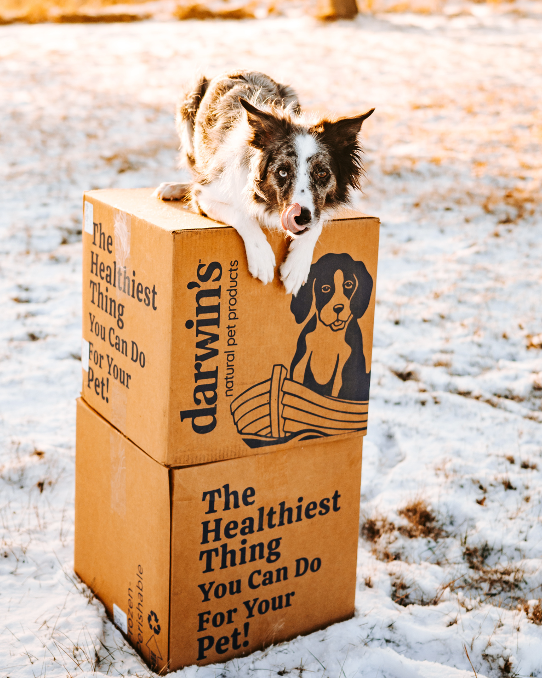 Darwin's Natural Pet Products Facebook ad