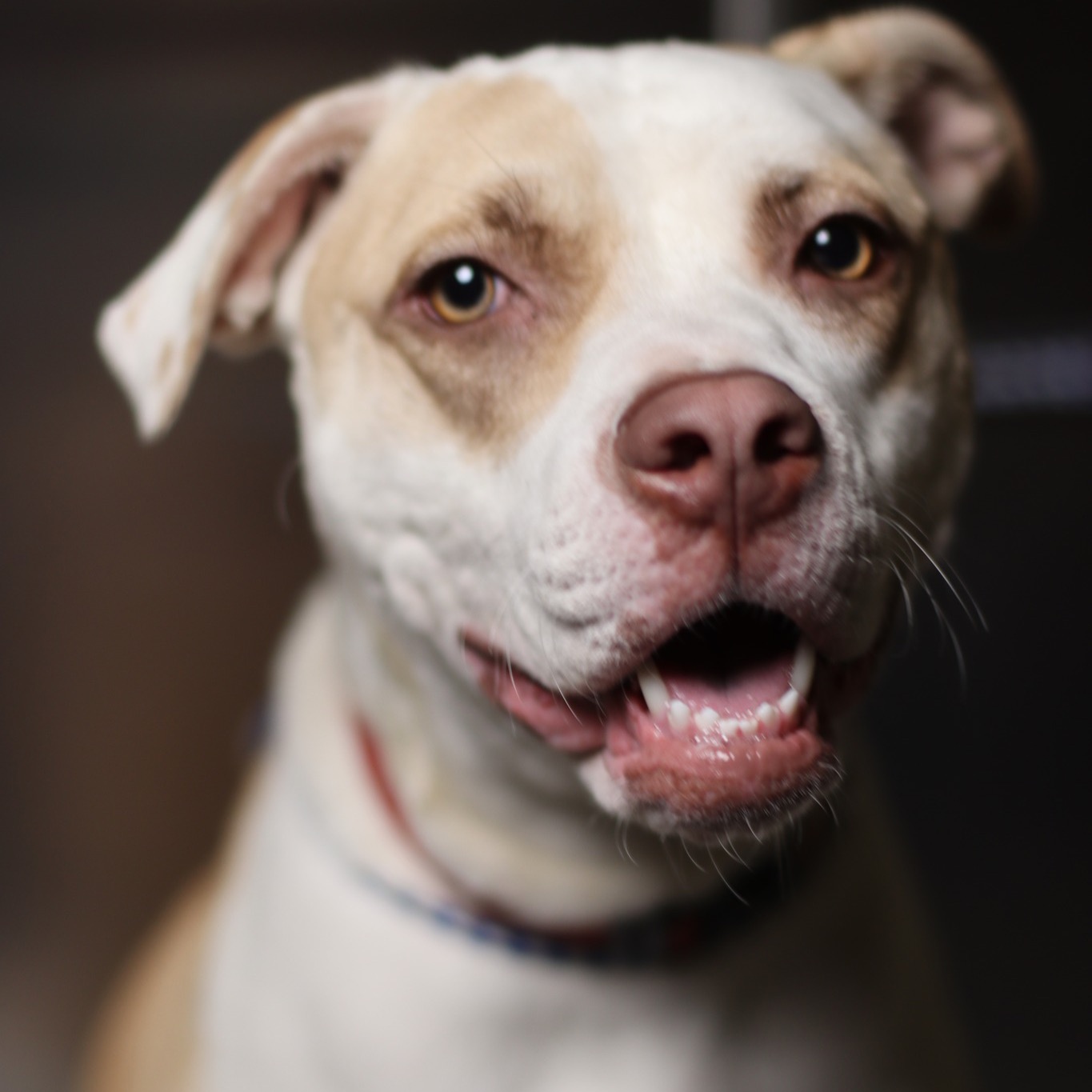 Granite Hills Animal Care - Elberton, Ga Facebook ad: Sign up for our newsletter to get updates…