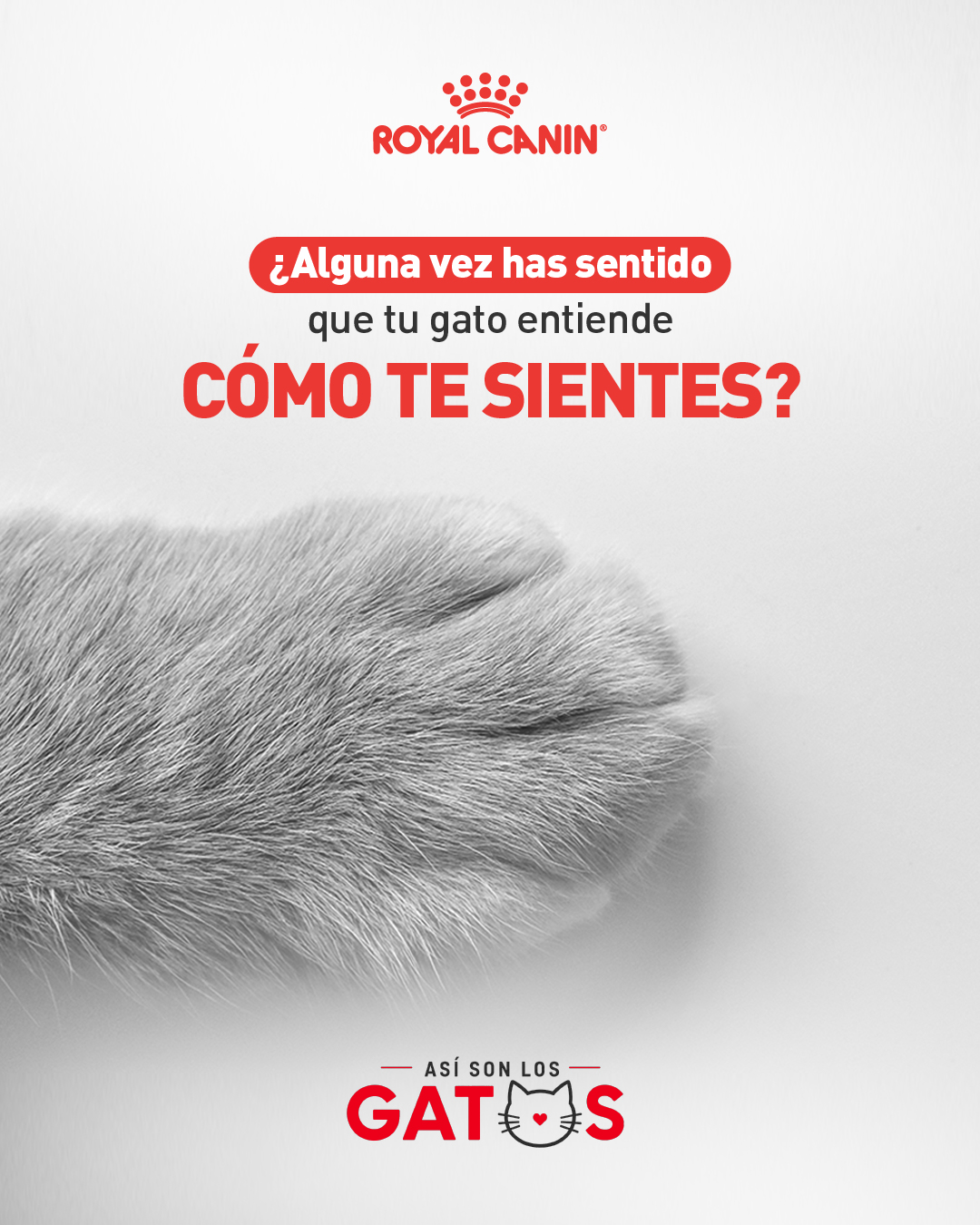 Royal Canin Facebook ad: Descubre más sobre cuidado preventivo de los gatos…