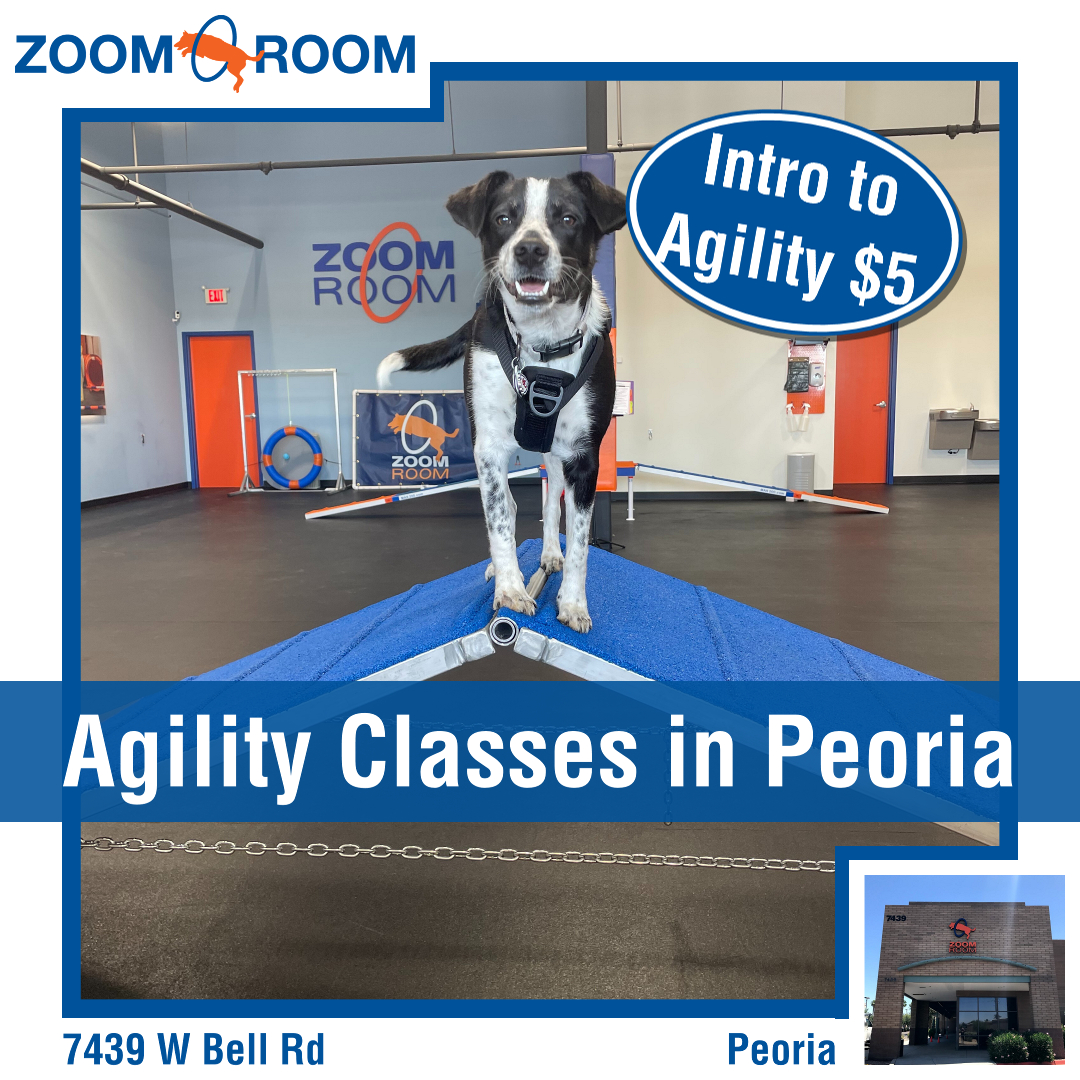 Zoom Room Dog Training Facebook ad