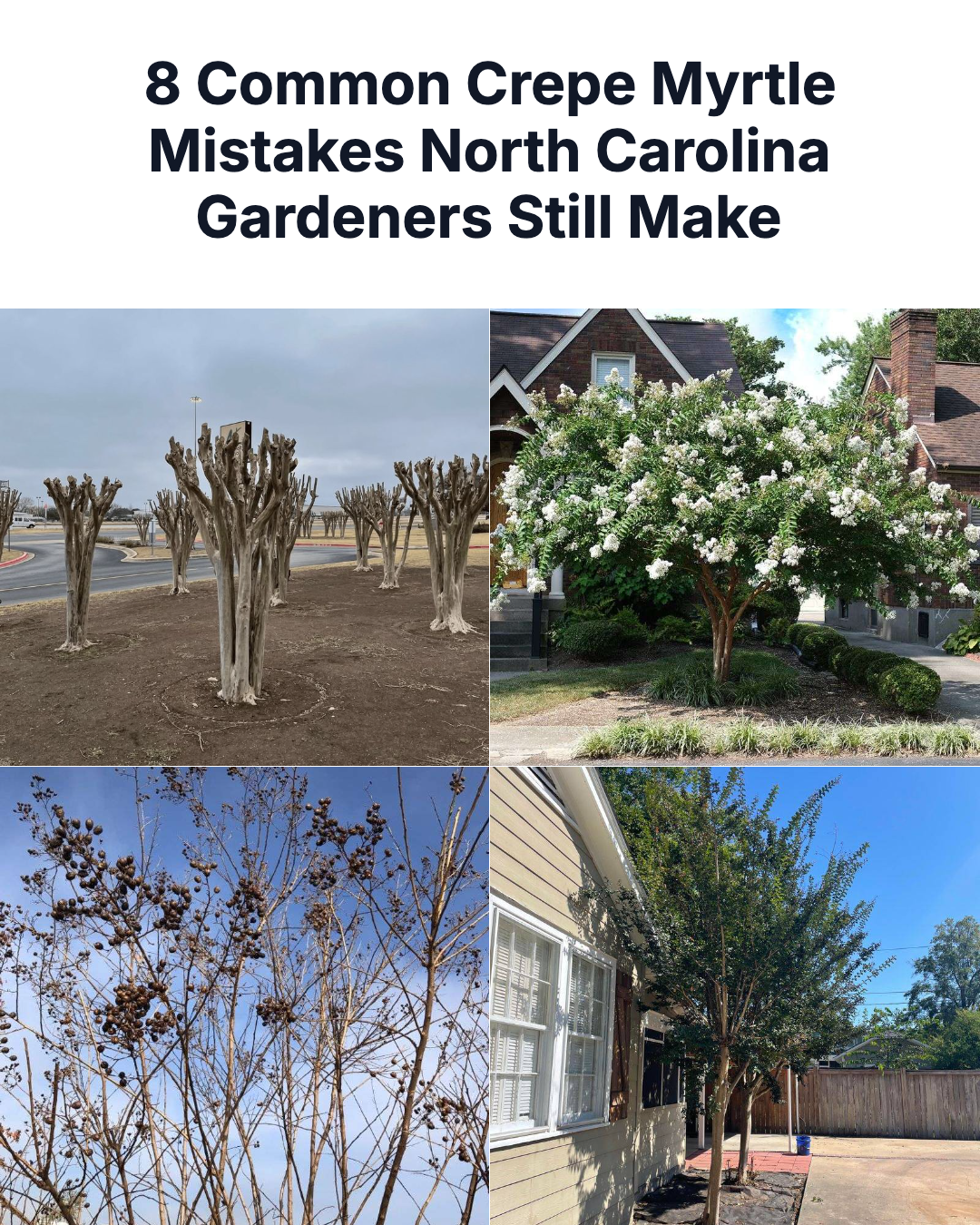 North Carolina Gardener Facebook ad: 8 Common Crepe Myrtle Mistakes North Carolina Gardeners…