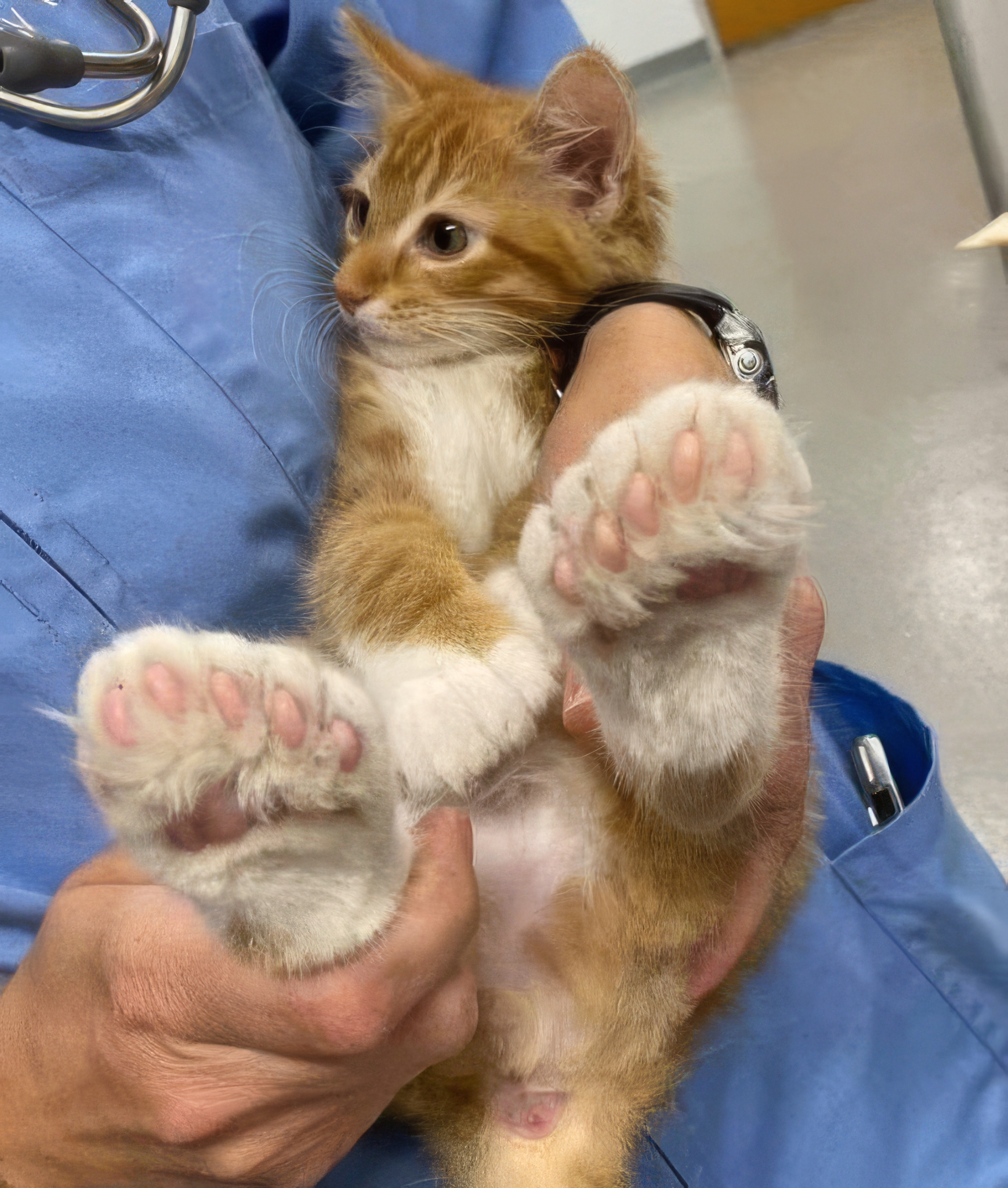 City Animal Services Facebook ad: The Real Reason Your Cat Keeps Vomiting