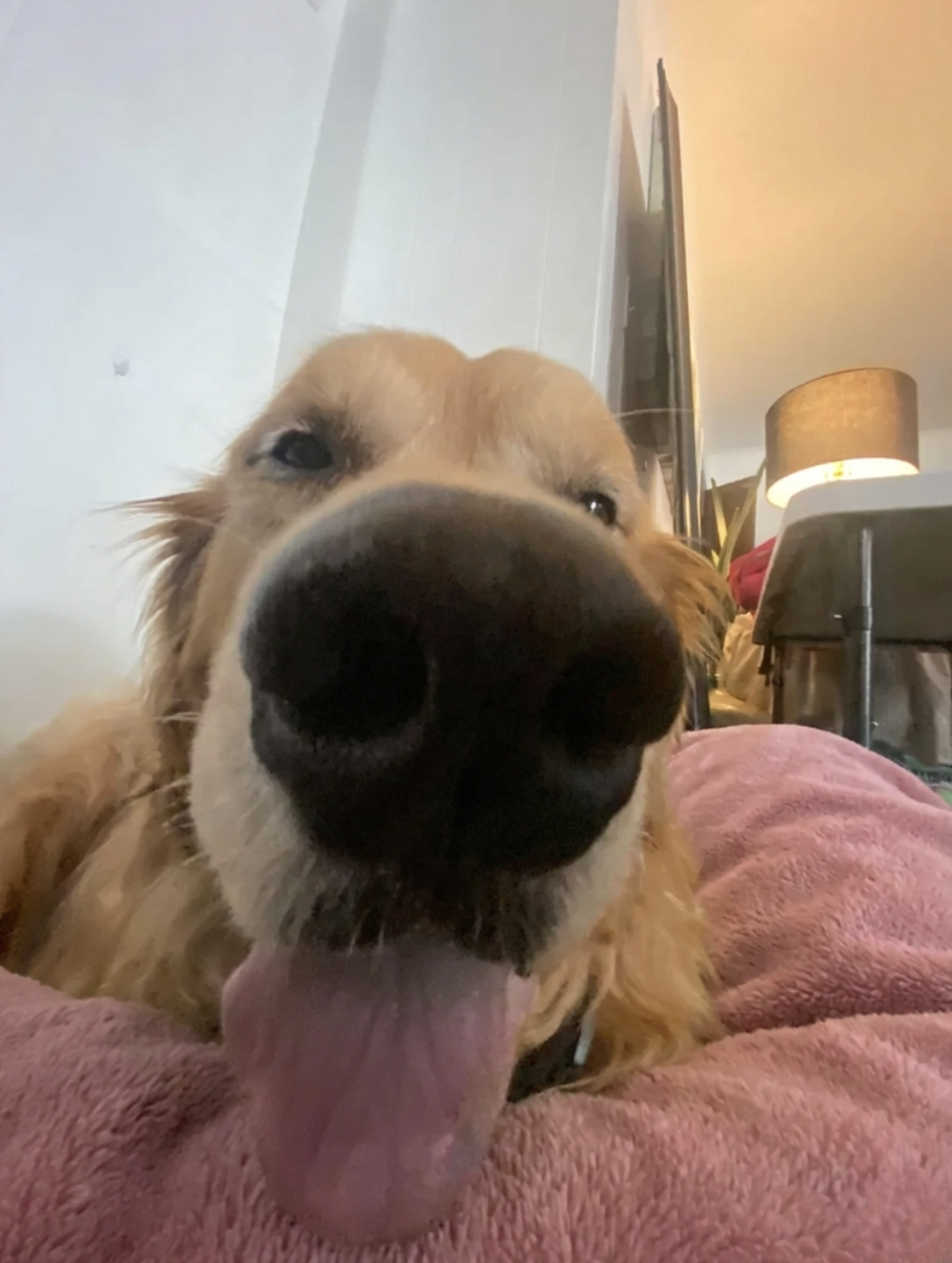 Sophie's DaiIy BIog Post Facebook ad: Read this if you have a dog.