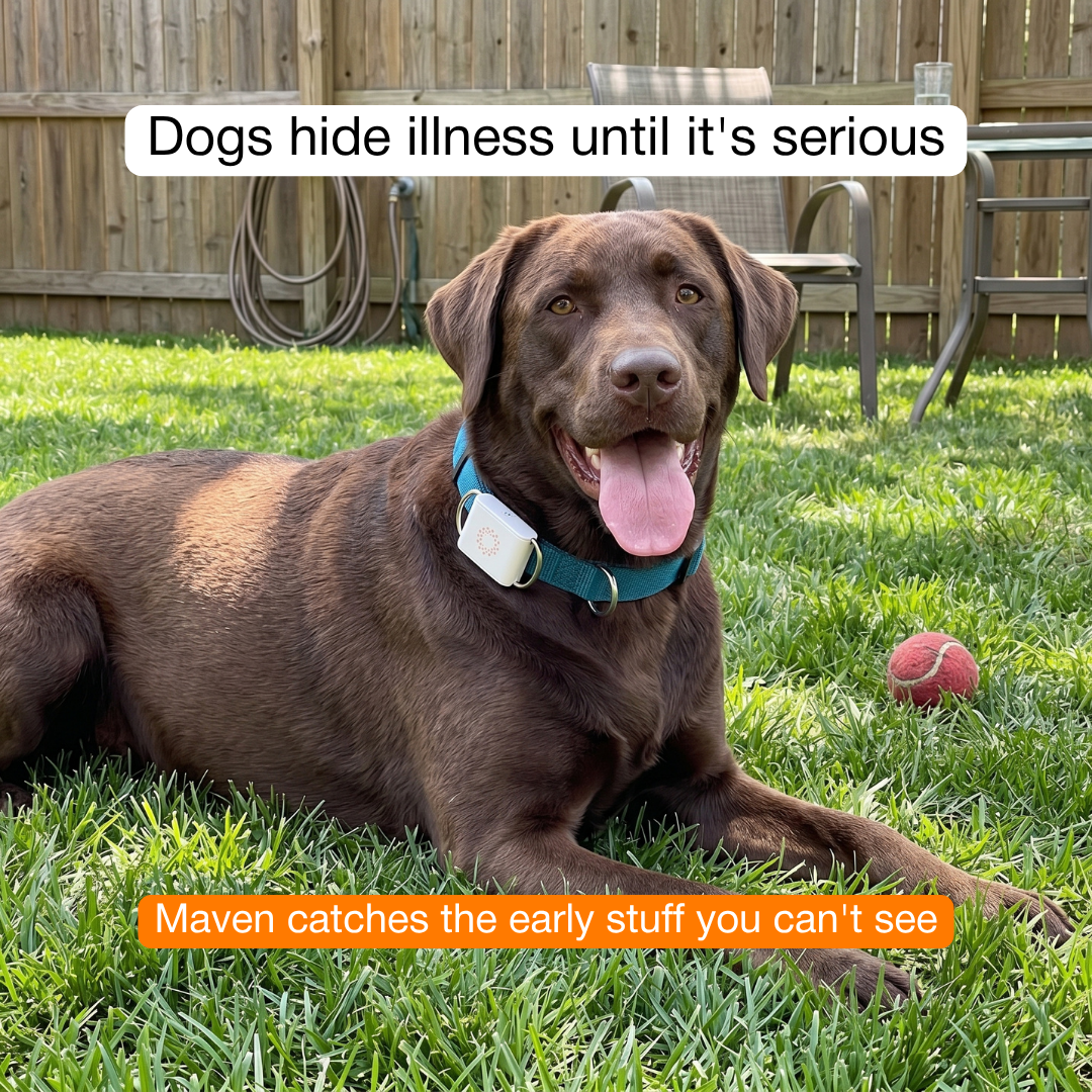 Maven Pet Facebook ad
