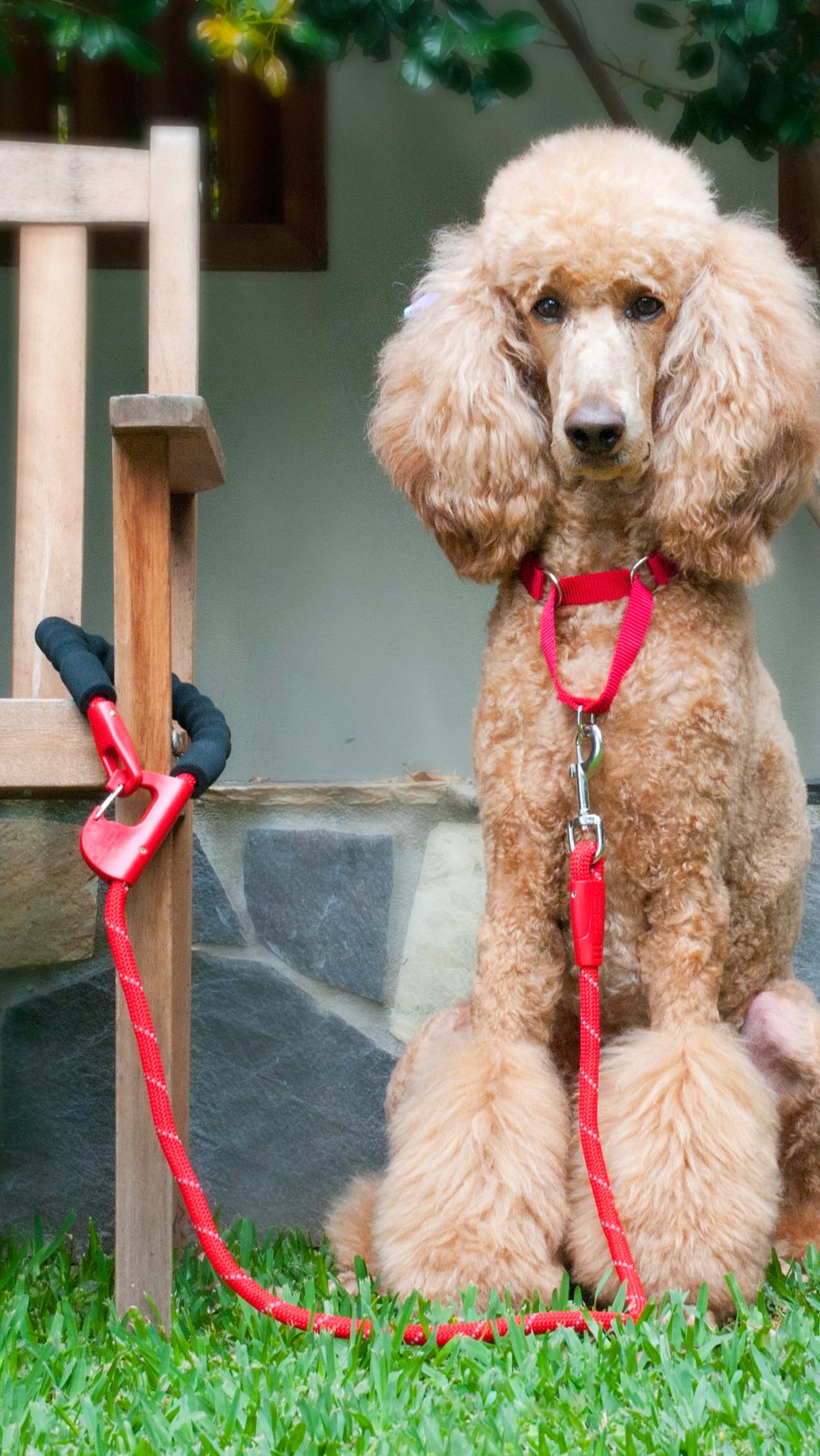 Annabel Trends Facebook ad: Your dog lead should do more than just…