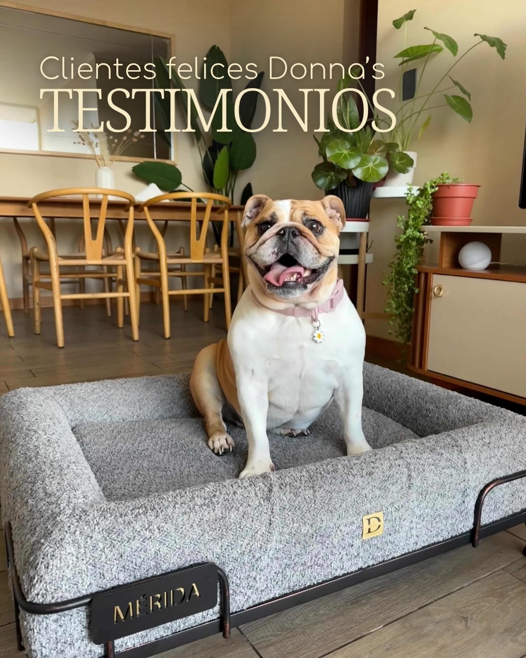 Donna's Pet Boutique Facebook ad: Hoy no venimos a decirte que nuestros productos…