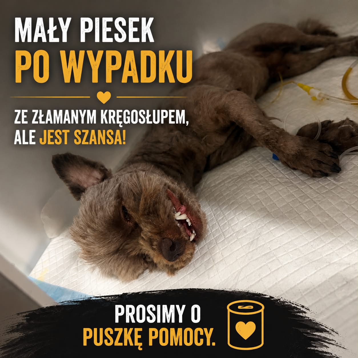 FPK - Fundacja Psa Karmela Facebook ad from Jul 6, 2026