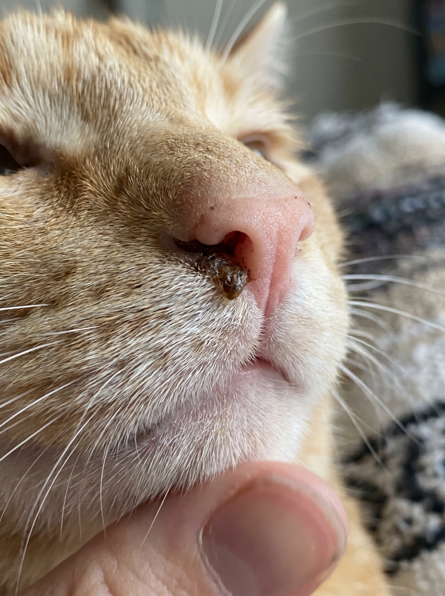 Pet Lover Tips Facebook ad: Why Lysine Isn't Helping Your Sneezing Cat