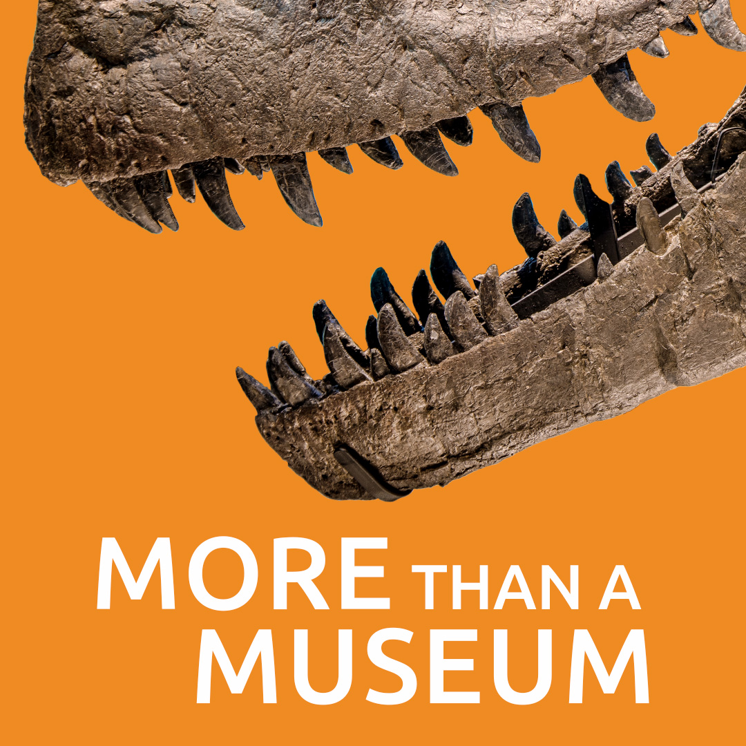 Creation Museum Facebook ad: Meet the Dinos!