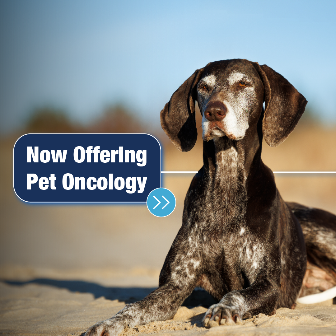 Eastern Carolina Veterinary Medical Center Facebook ad: Wilmington has more advanced pet care than ever…