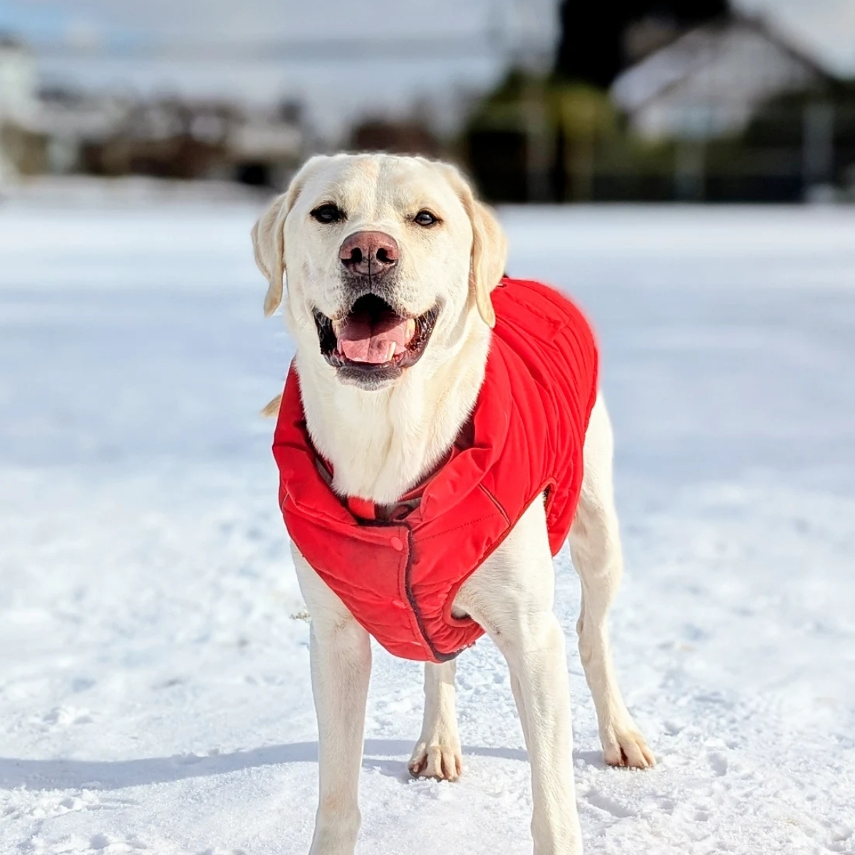 Spark Paws Facebook ad