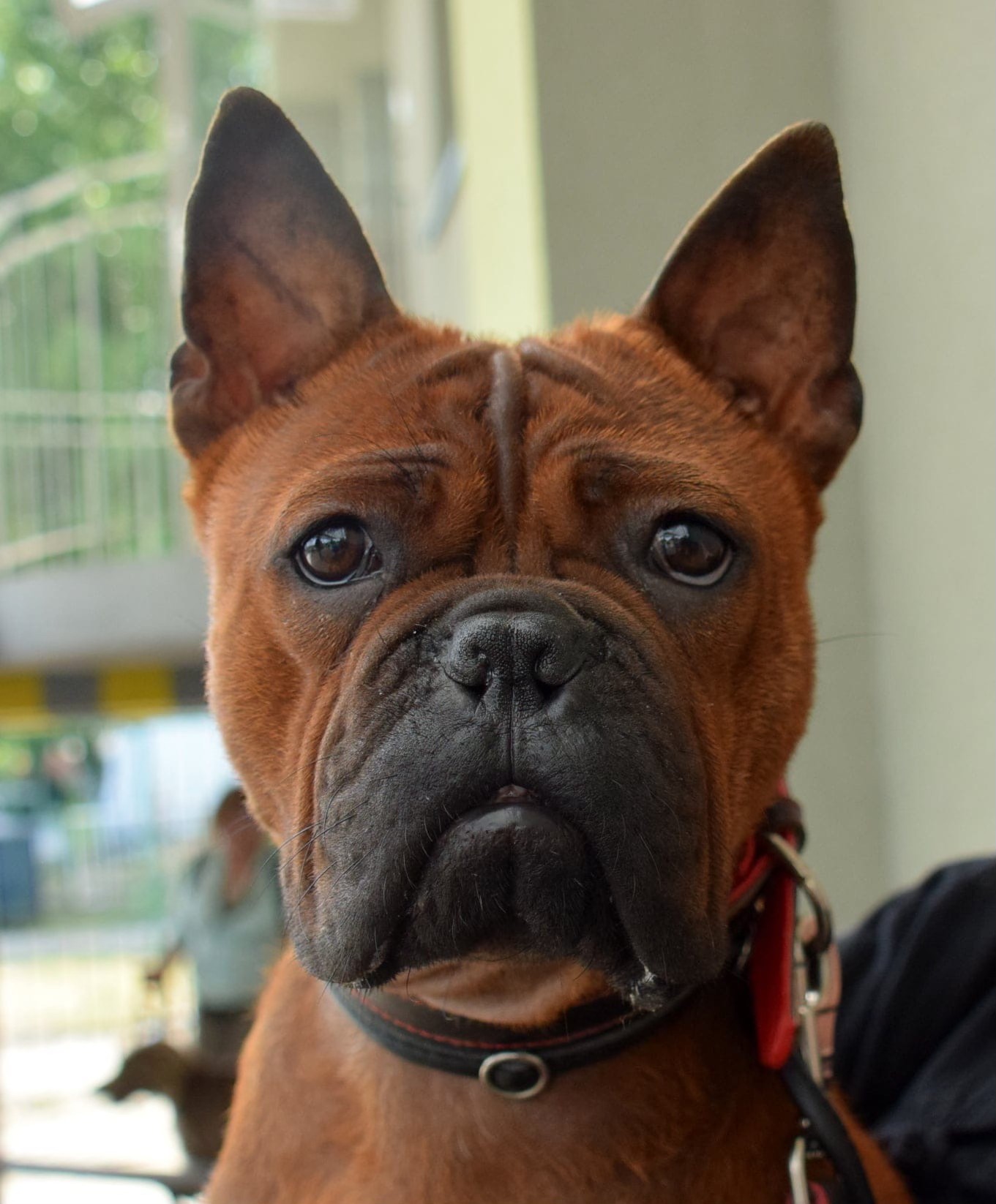 Look4dog.com - FCI purebred dogs and kennels search Facebook ad