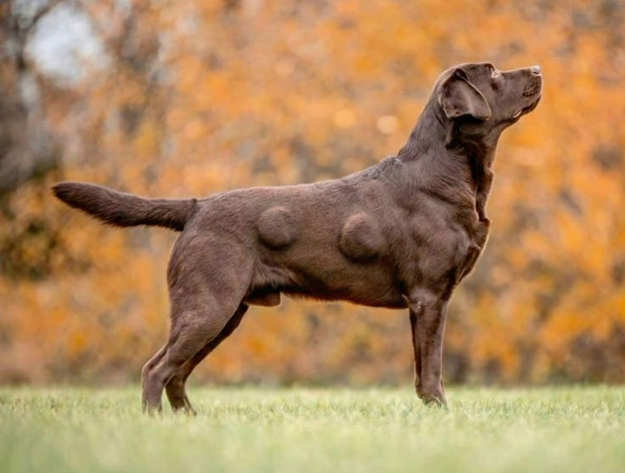 The Dog Parent's Guide Facebook ad