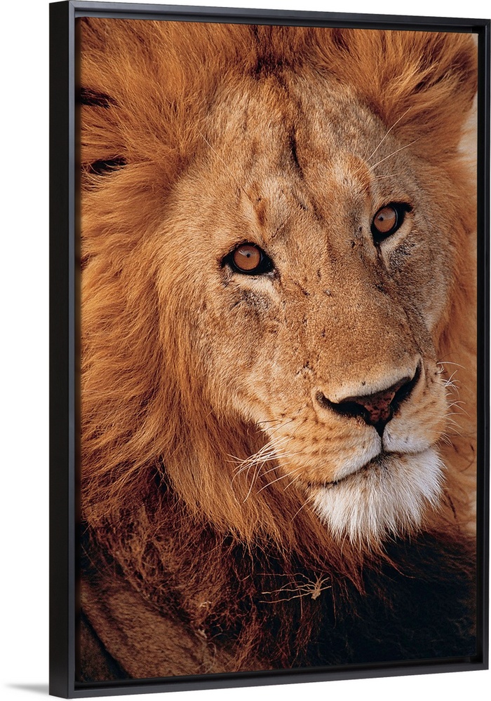 Great Big Canvas Facebook ad
