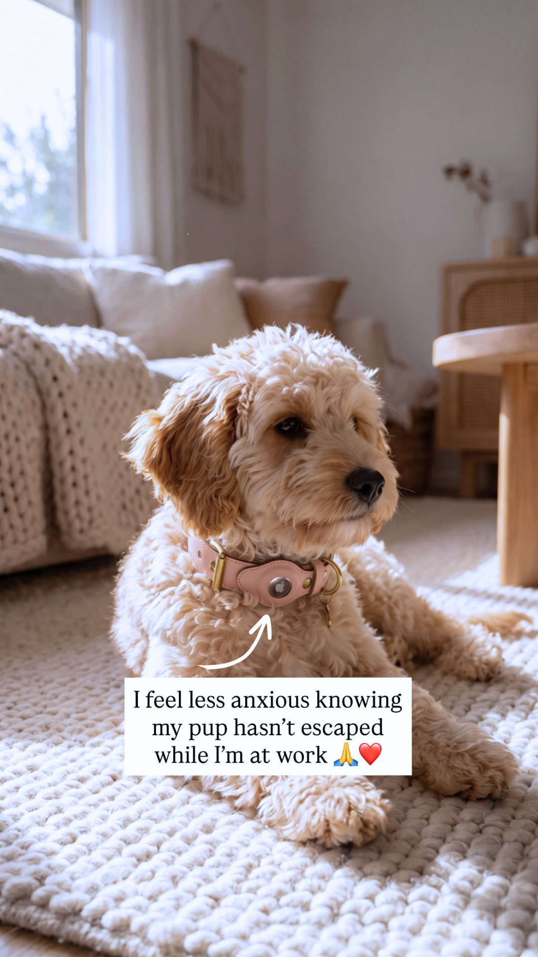 Collar Spot Facebook ad