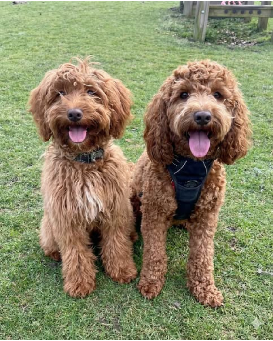 Dog Health Insider Facebook ad: Same breed. Same age. Same apartment building. One dog…