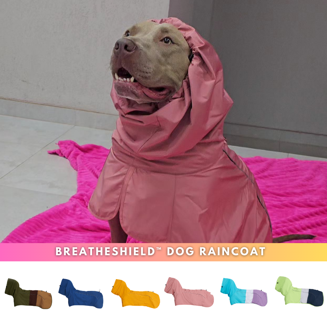 Spark Paws Facebook ad