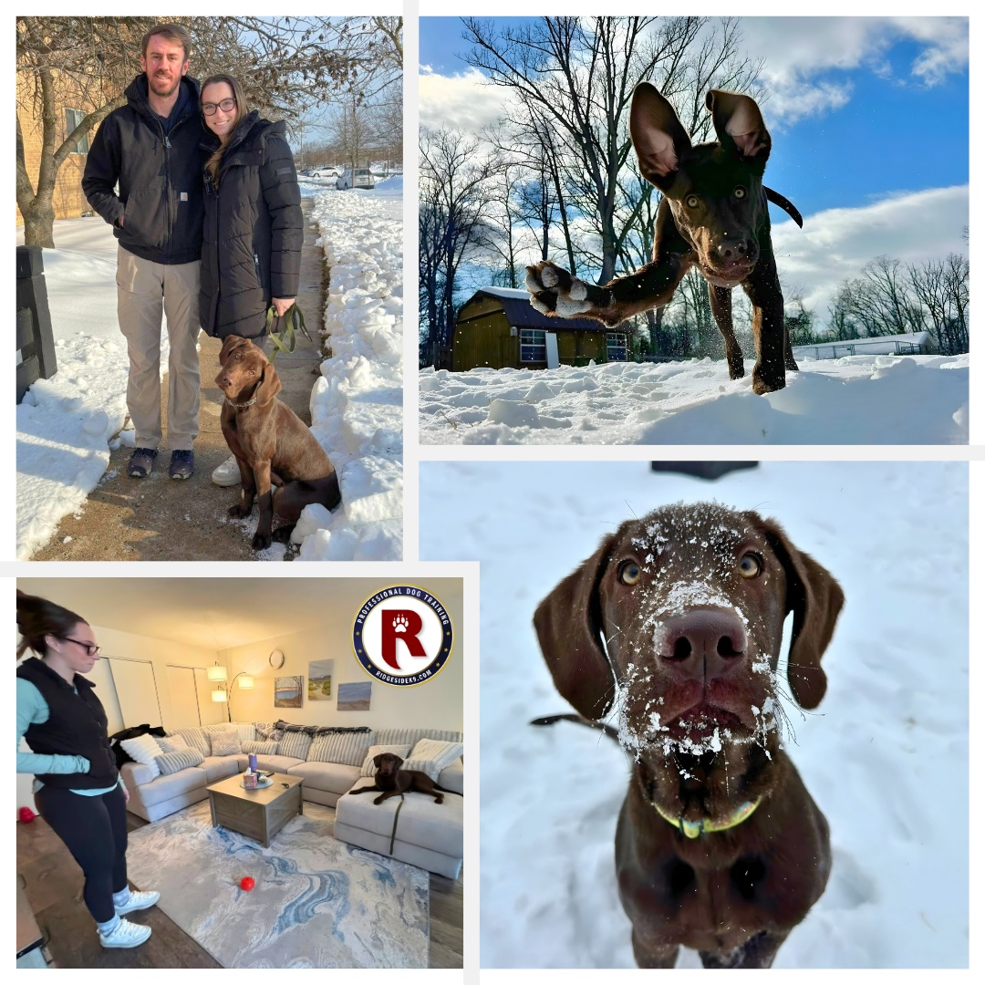Ridgeside K9 Facebook ad