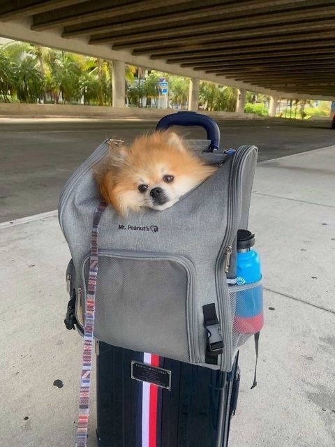 Mr. Peanut's Pet Carriers Facebook ad