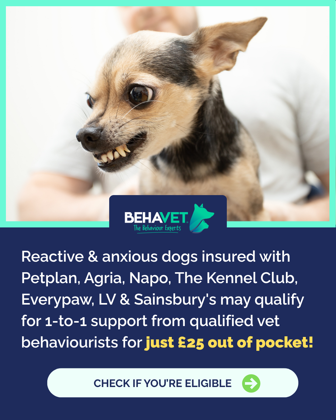 Behavet: The Pet Behaviour Experts Facebook ad