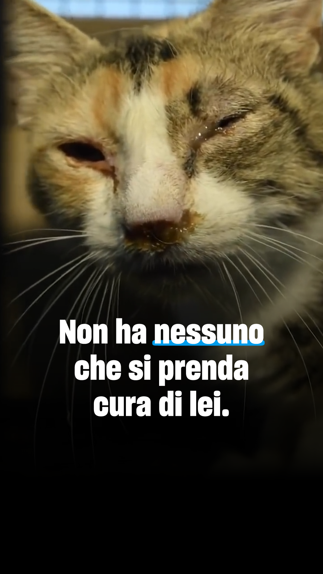 Humane World for Animals Italia Facebook ad