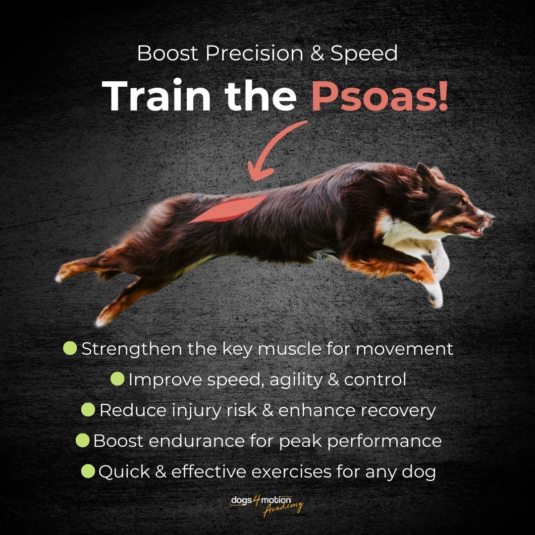 Dogs4motion Academy for active dogs Facebook ad