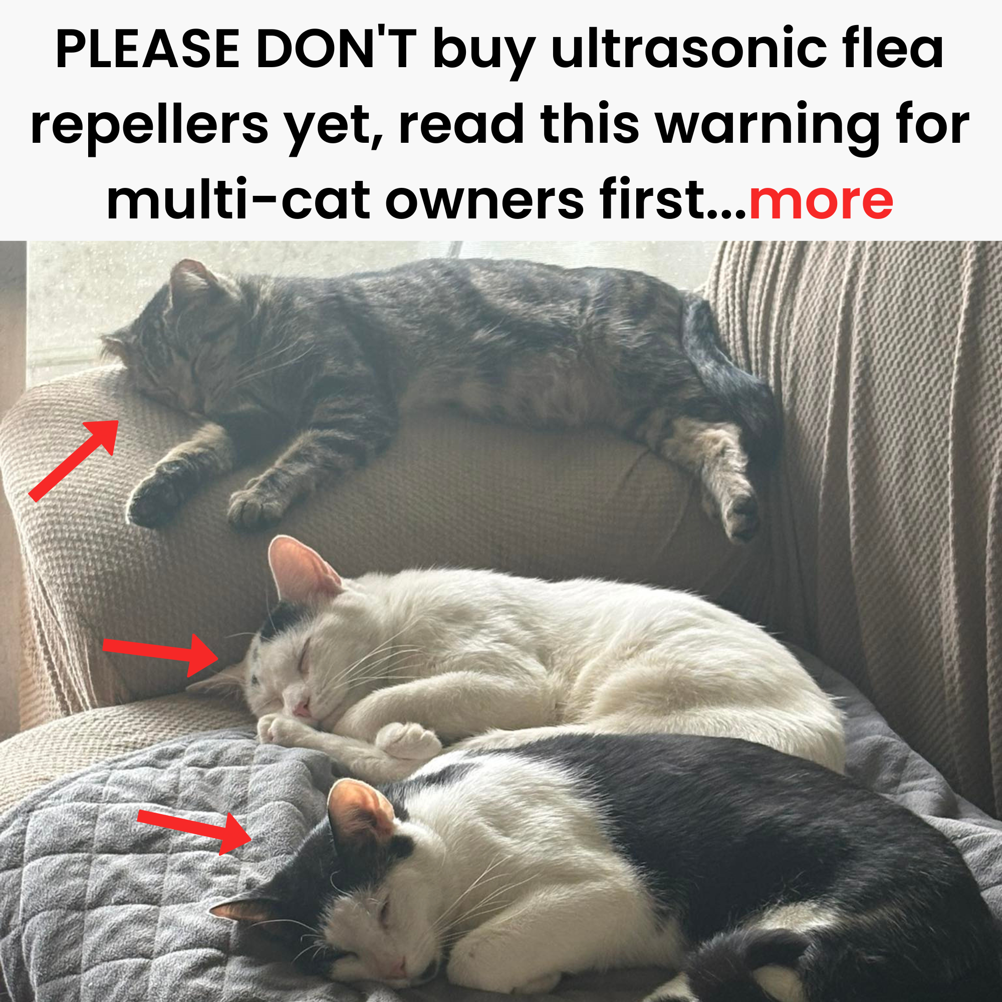 Barbara's Cat Diary Facebook ad