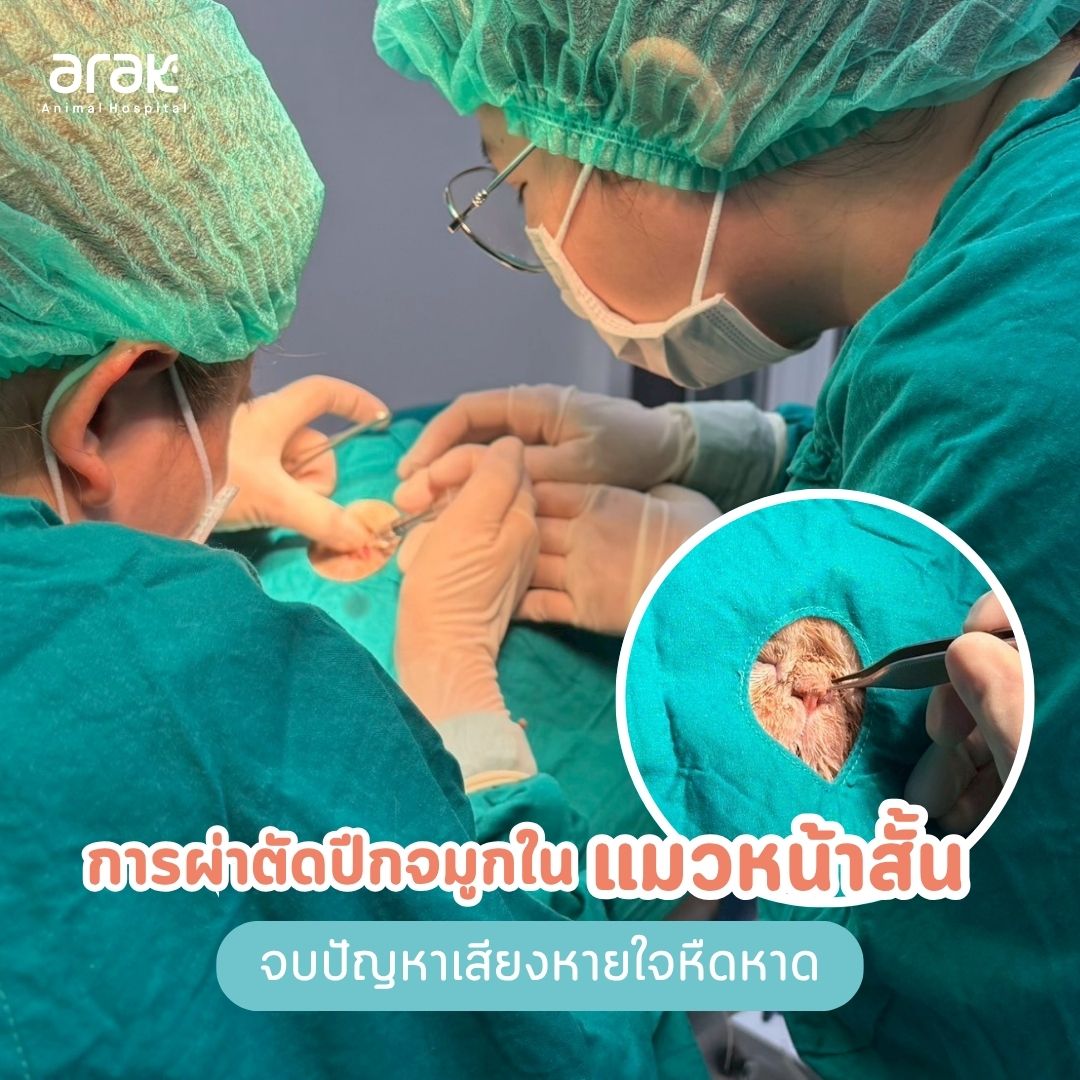 Arak Animal Hospital โรงพยาบาลสัตว์อารักษ์ Facebook ad