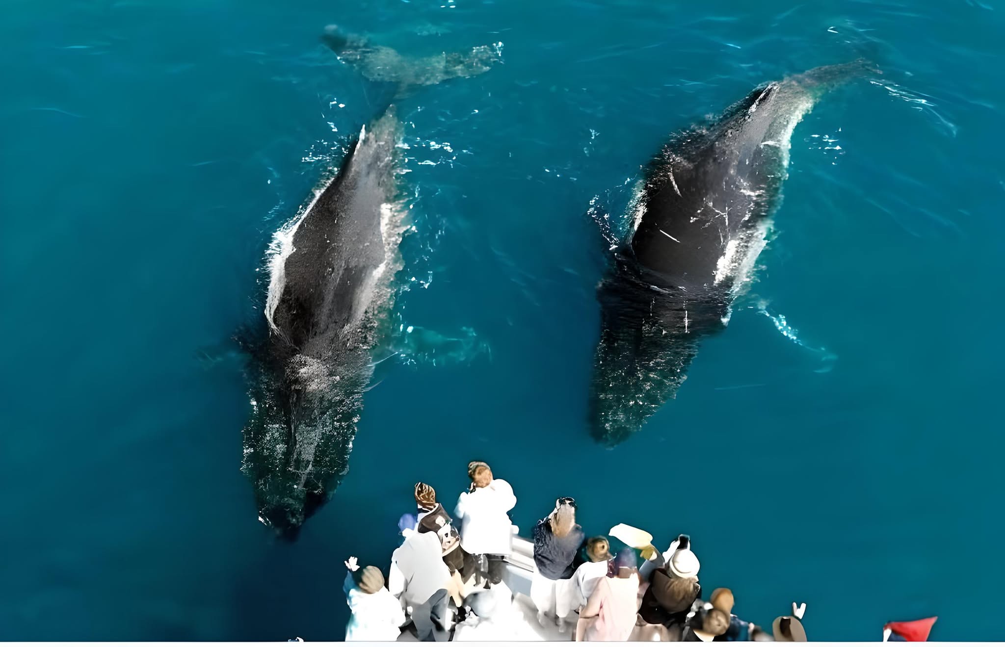 Freedom Whale Watch & Charters Facebook ad: Home