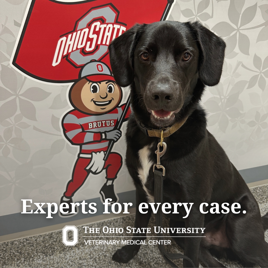 The Ohio State University Veterinary Medical Center Facebook ad: Experts for every case.