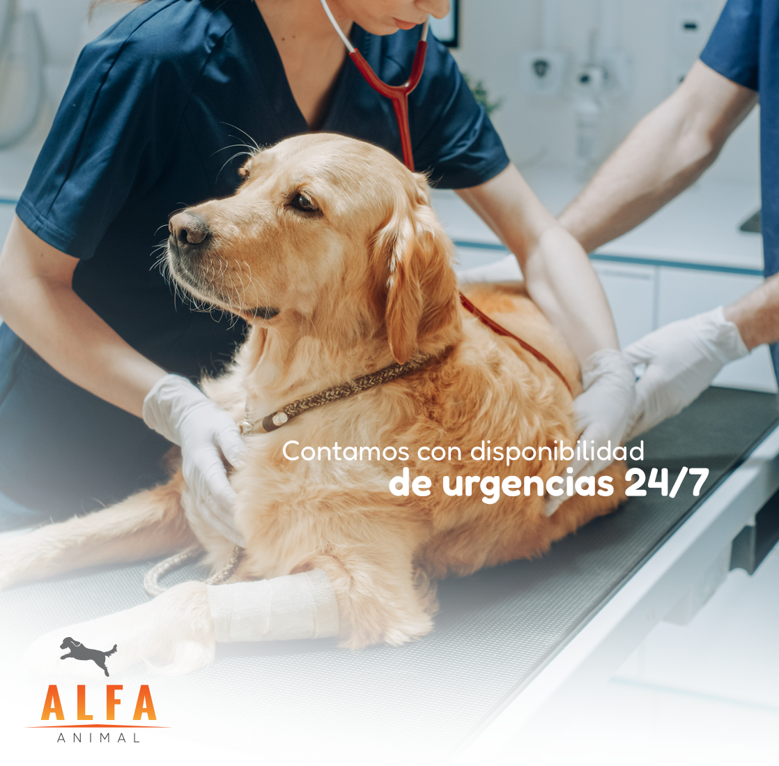 Alfa Animal Facebook ad