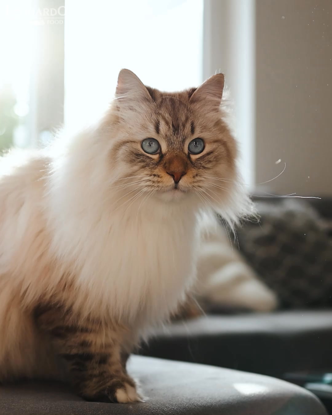 LEONARDO catfood Facebook ad: Katzenfutter Made in Germany