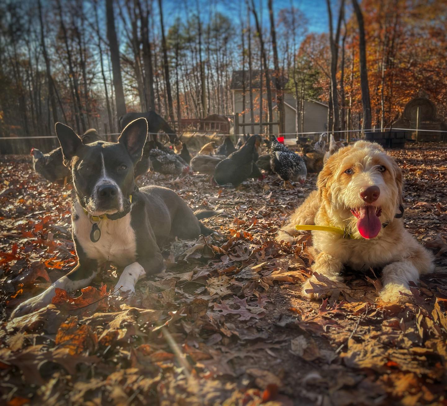 OLK9 Wild to Wonderful Dog Training Facebook ad