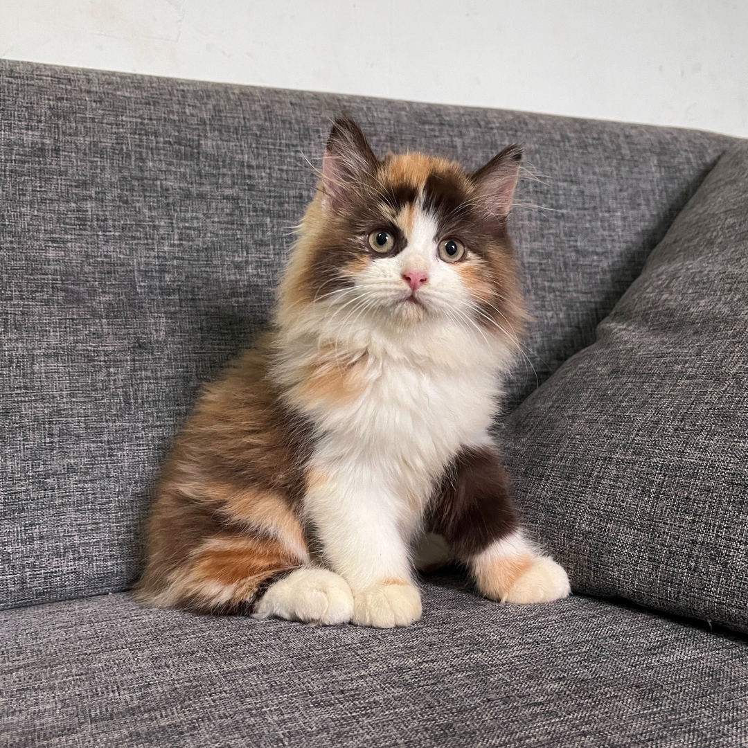 Diane Kowalski Facebook ad: Turns Out My Cat Was Never Picky.