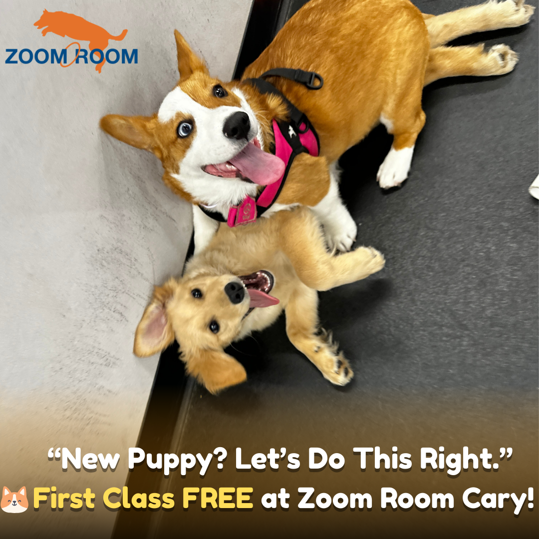 Zoom Room Dog Training Facebook ad: Start Your Puppy Off Right