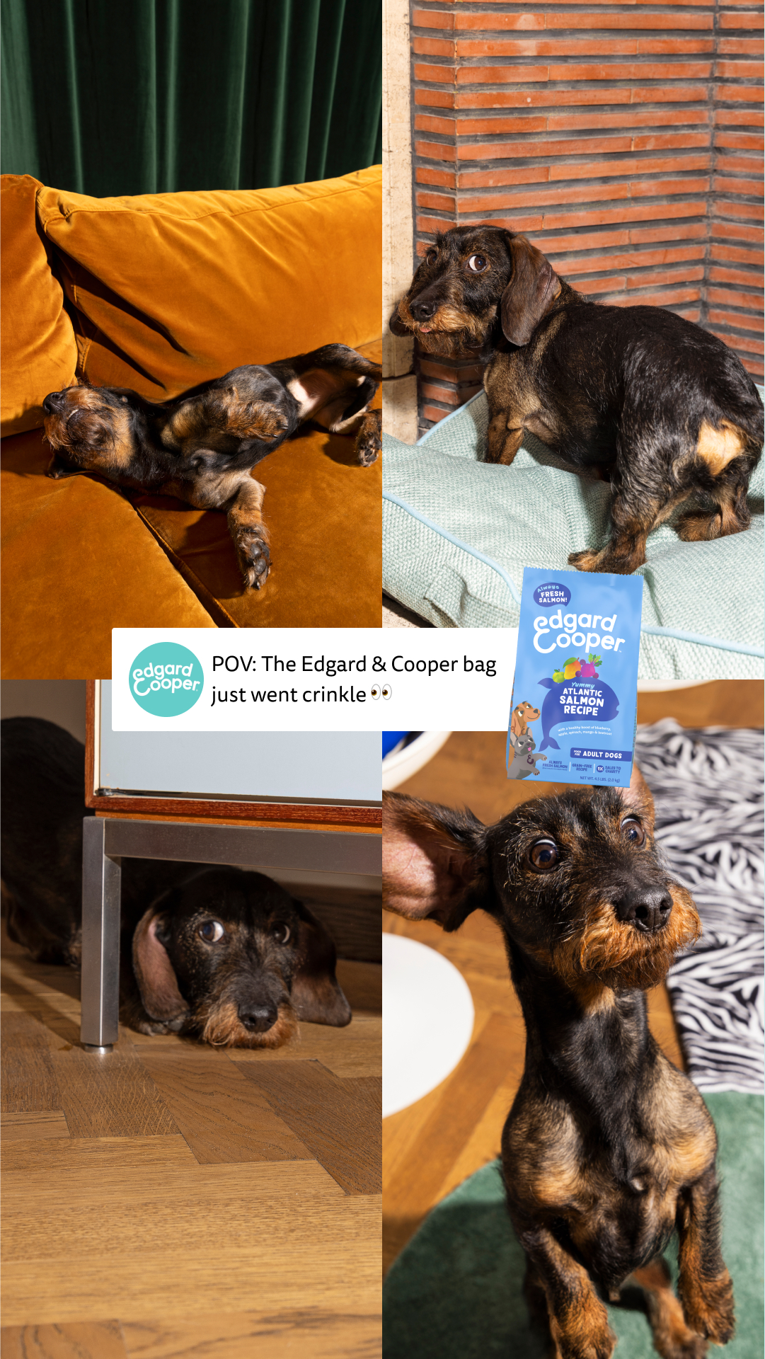Edgard & Cooper Facebook ad from Feb 9, 2026