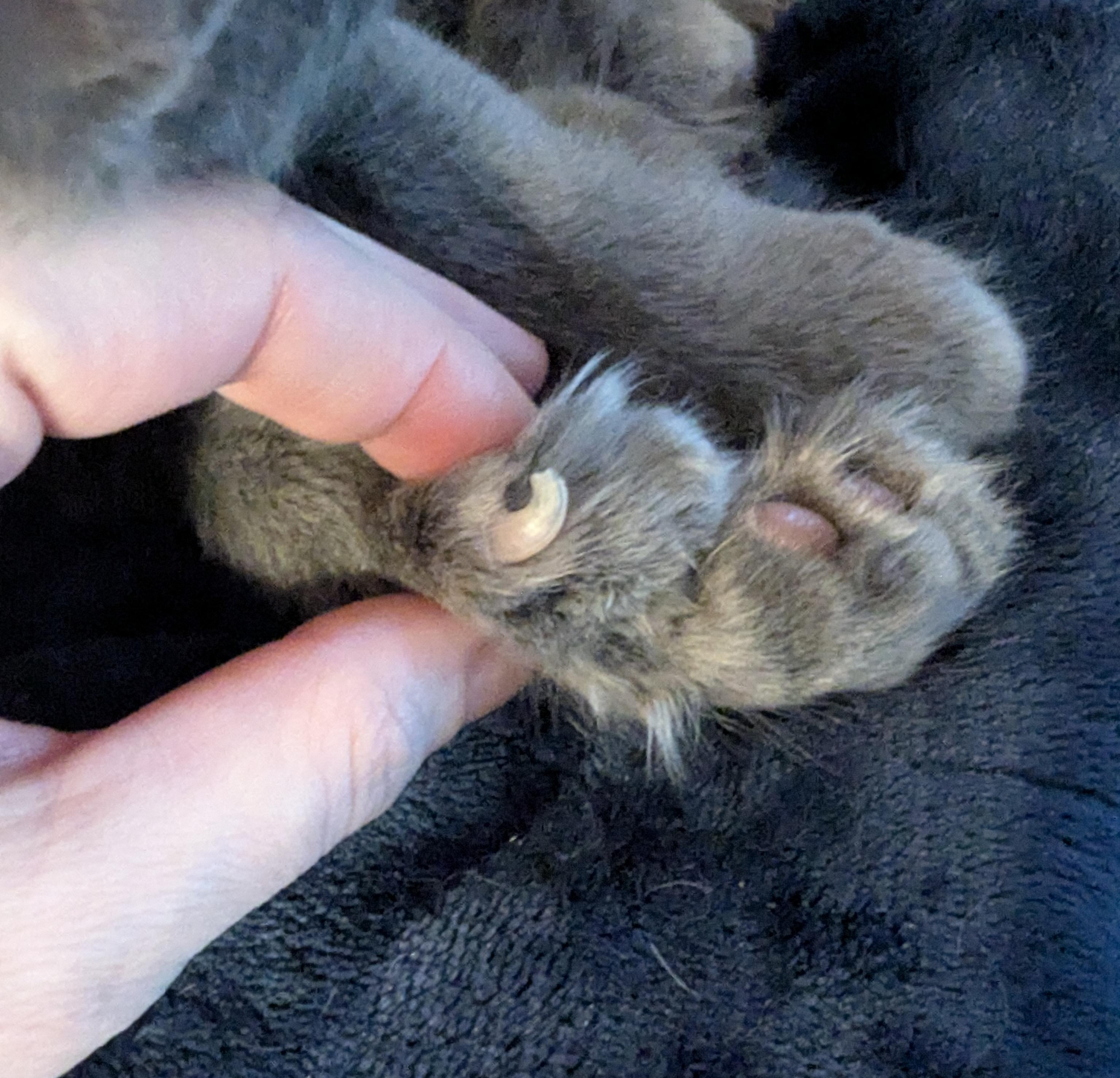 Vet Life Magazine Facebook ad
