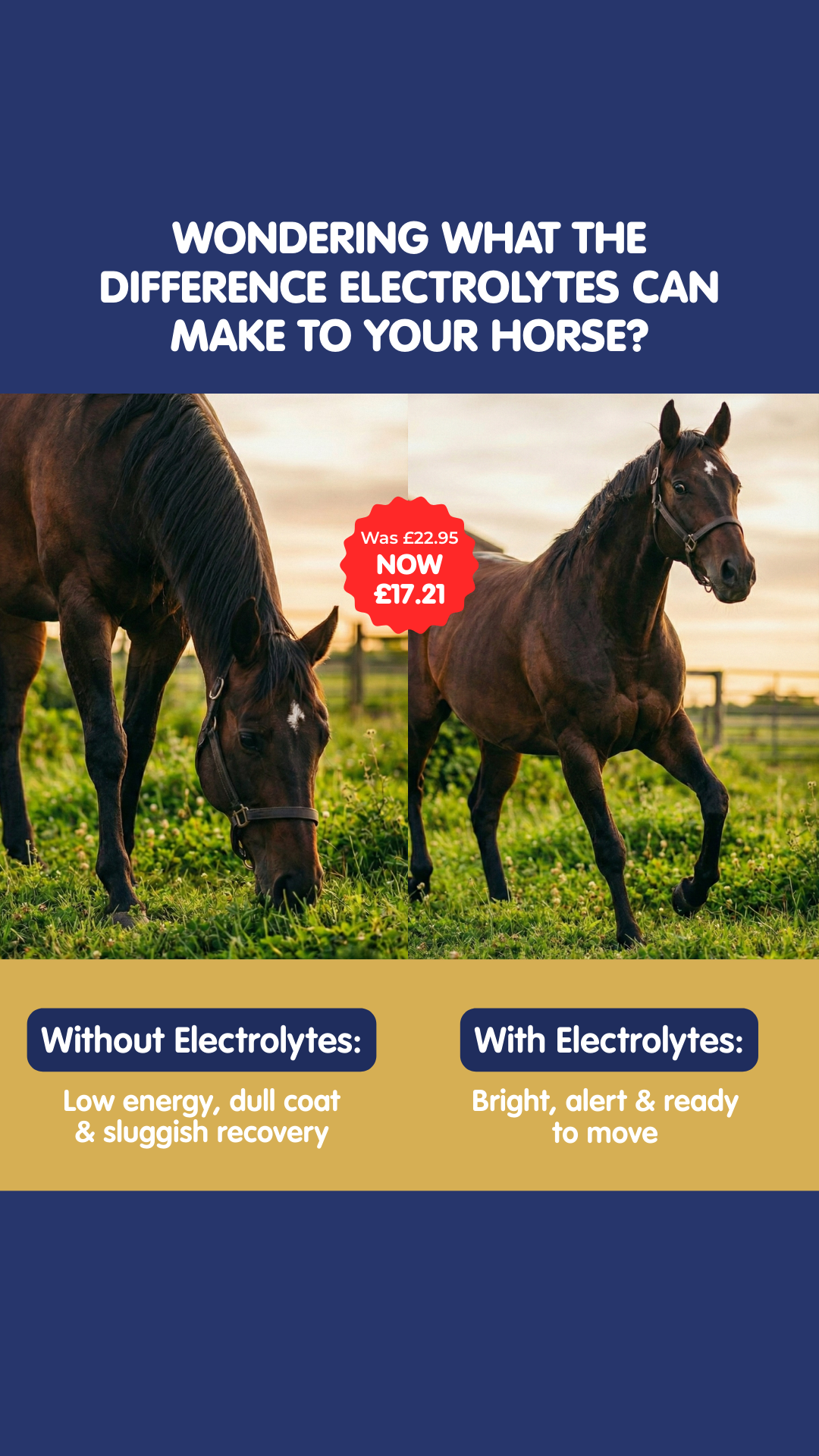 Aviform Nutrition UK - Horse & Dog Facebook ad
