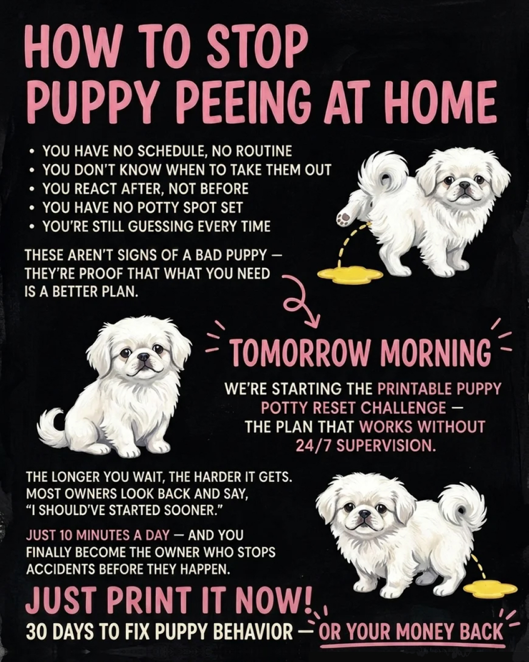 Puppy Tips for Training Facebook ad