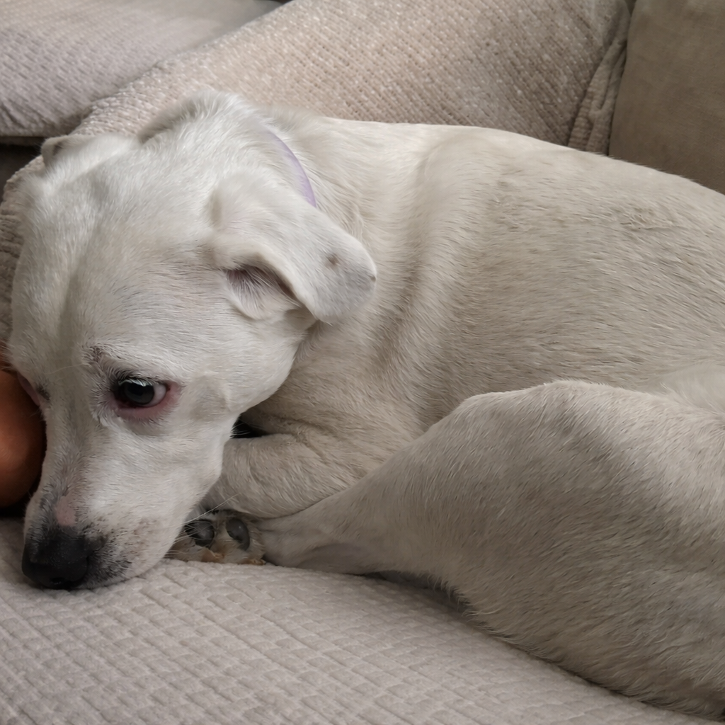 Amanda.jhnsn Facebook ad: Click to save your dogs kidney