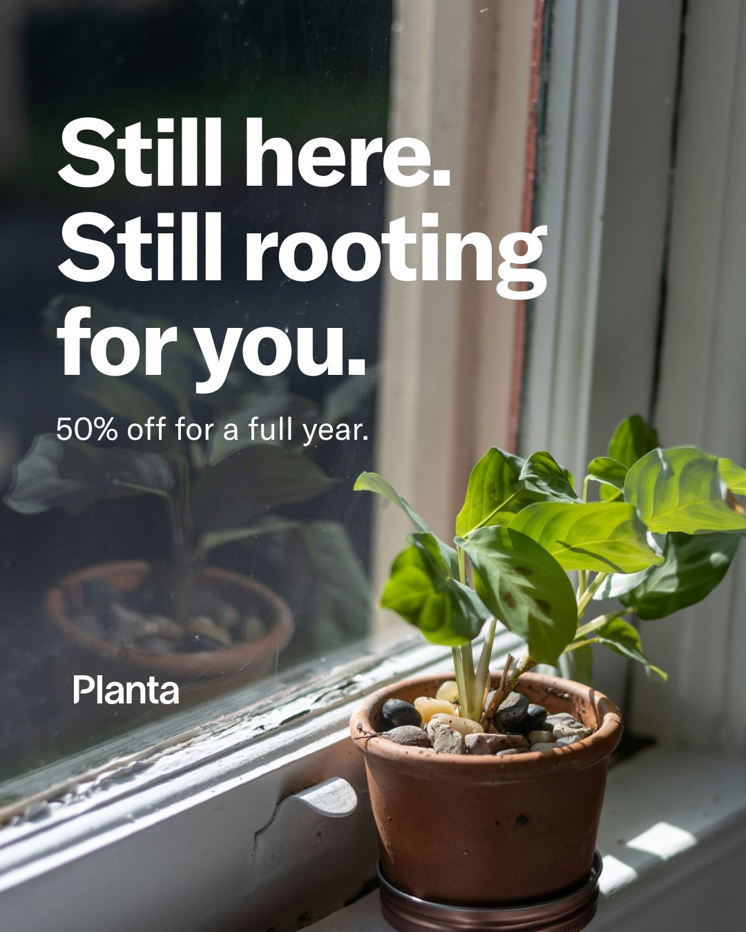 Planta Facebook ad