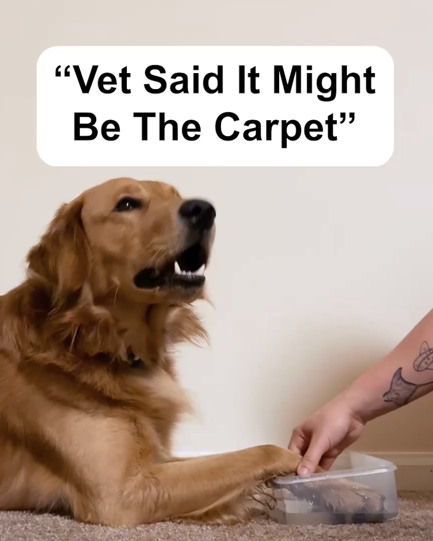 The Downtown Aly Facebook ad: Could Dust Mites Be Making Your Dog Itch?