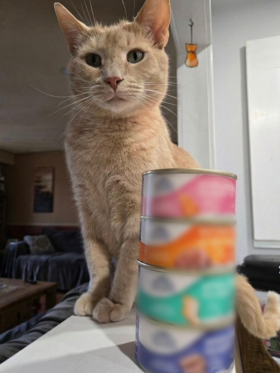 Feline Health Institute Facebook ad