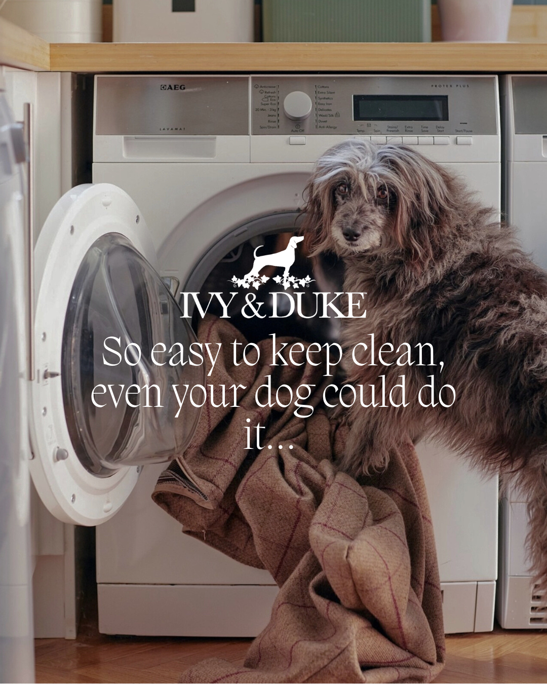 Ivy and Duke Facebook ad