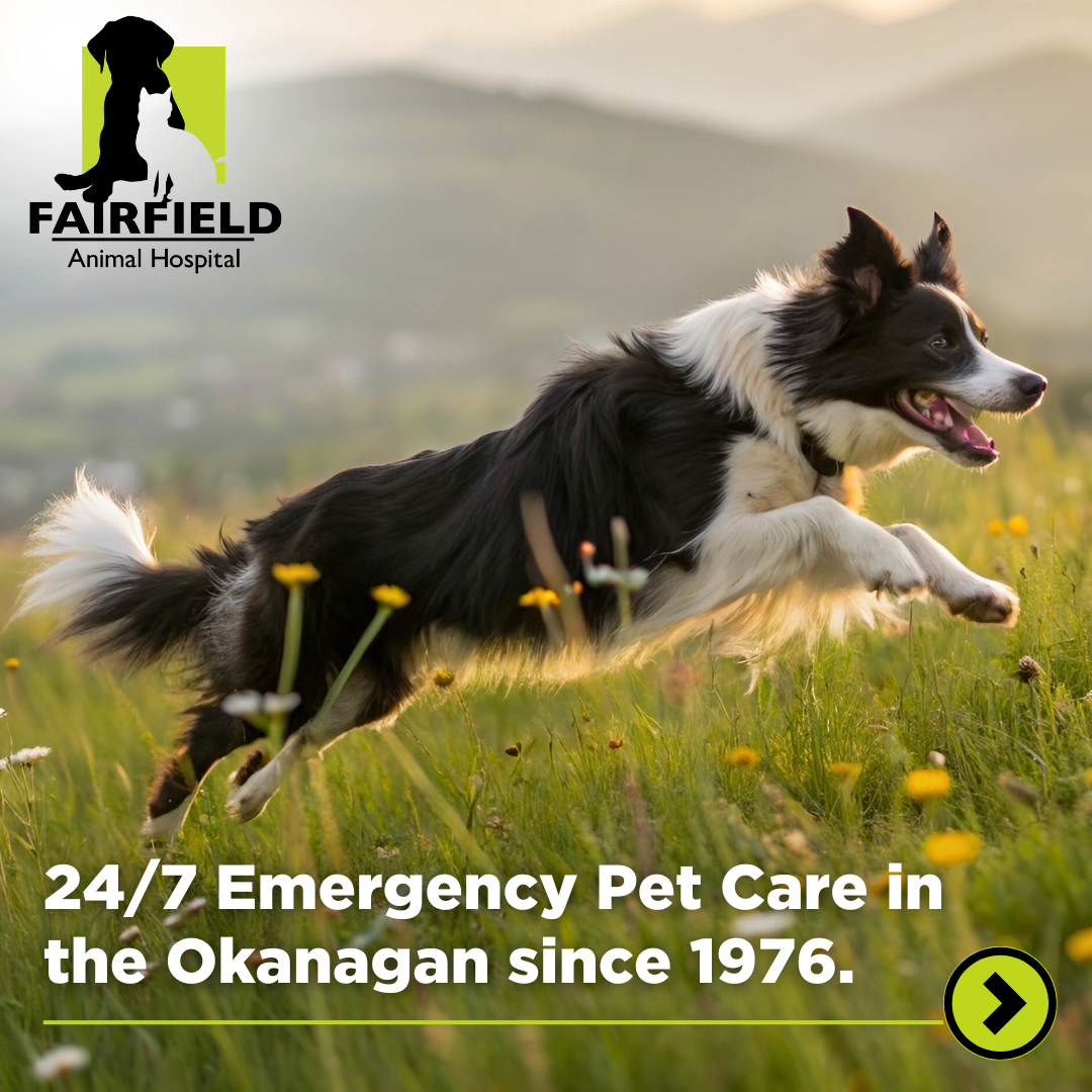 Fairfield Animal Hospital Kelowna Facebook ad: 24/7 Emergency Care in the Okanagan.