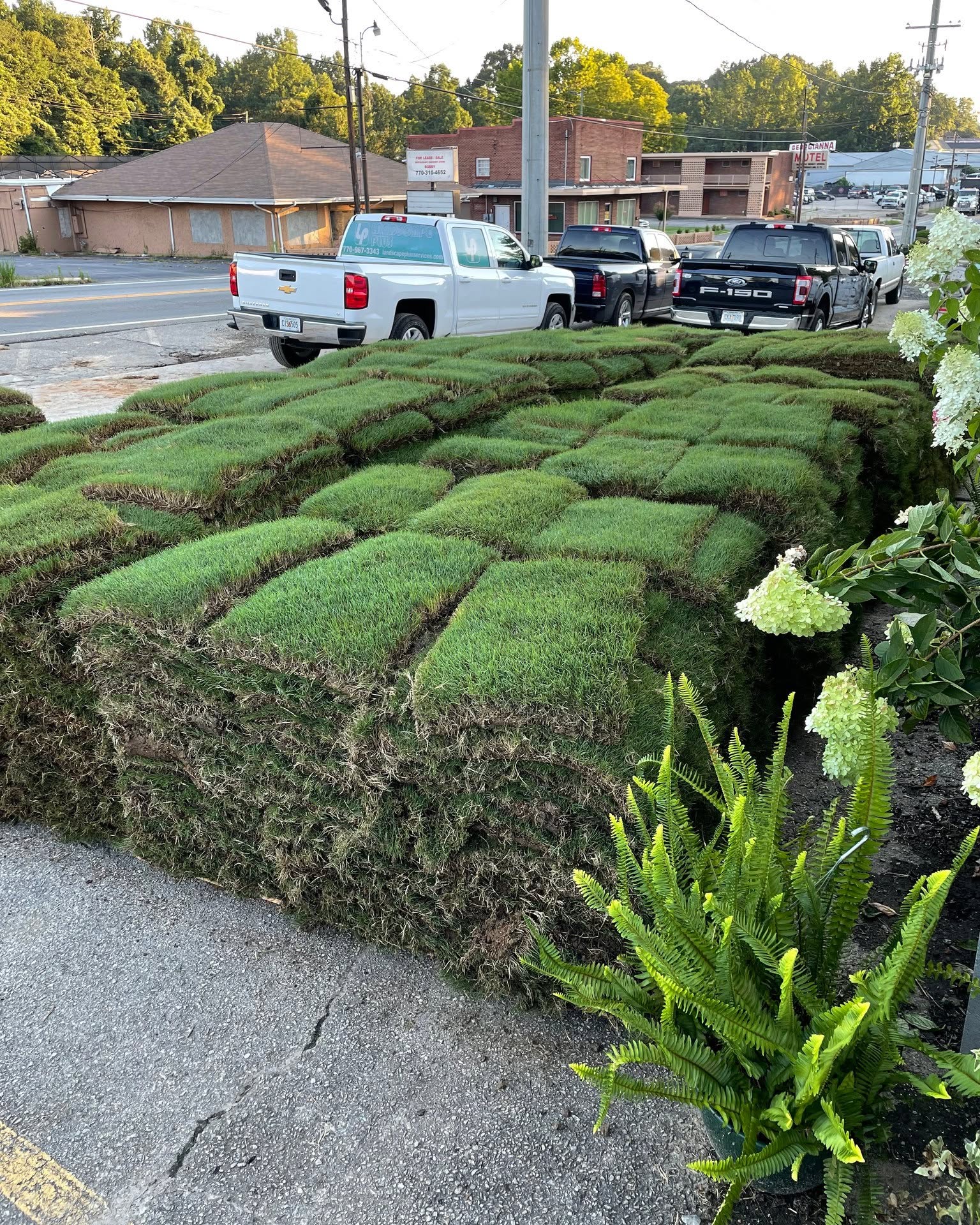 Mike Easter Facebook ad: Zeon Zoysia Sod!