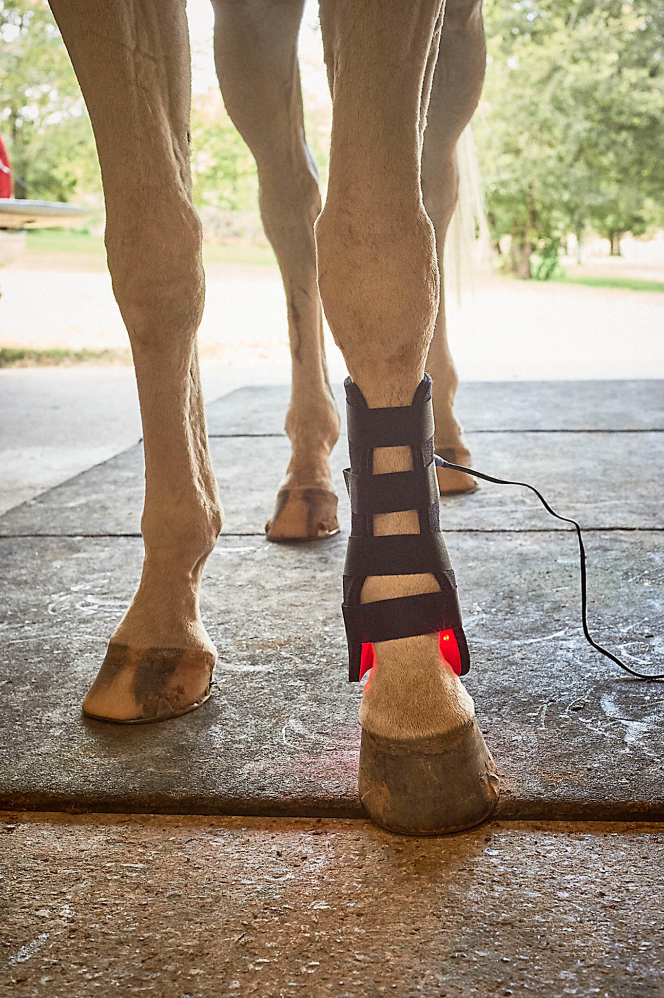 According to "Gospel"...Equine Light Therapy Facebook ad