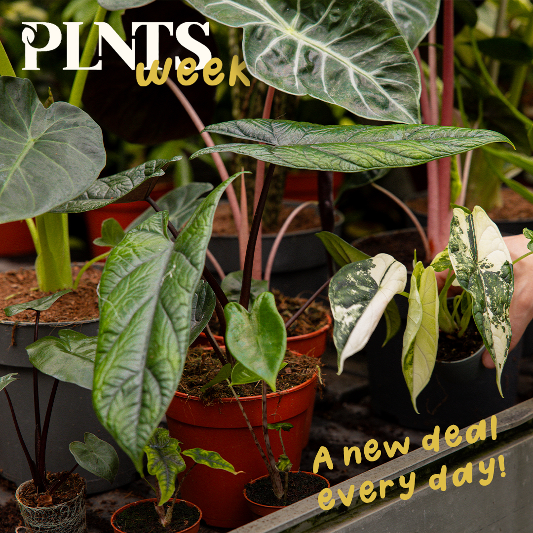 PLNTS.com Facebook ad